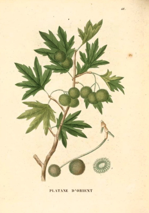platanus orientalis botanical