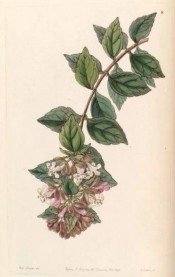 The image depicts a flowering shoots with a terminal cluster of pink flowers.  Botanical Register f.8, 1846.