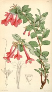 The image depicts a shoot with bright pink tubular flowers.  Curtis's Botanical Magazine t.4316, 1847.