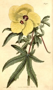 Shown are palmate leaves with narrow, toothed leaflets, and sulphur yellow flowers. Curtis's Botanical Magazine t.1702, 1815.