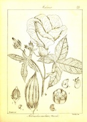 The line drawing shows leaves, flower fruit and details of fruit and seeds.  Wight, Vol.2, p.399, 1843.