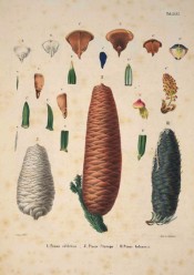 Leaves, cones and seeds are illustrated.  Die Coniferen t.XXVI, 1840-41.