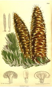 Shown are glossy, silvery leaves and cylindrical, tapering, green-brown cones.  Curtis's Botanical Magazine t.8691, 1916.