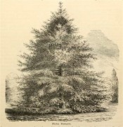 The figure is an uncoloured lithograph of a mature tree, pyramidal in shape.  Florist and Pomologist p.67, 1873.