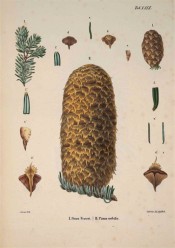 Leaves, cones and seeds of Pinus nobilis are illustrated.  Die Coniferen t.XXIX, 1840-41.