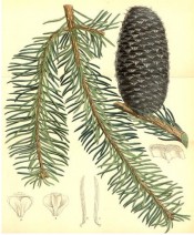 Illustrated are tapered and curved leaves and bluish cylindrical cones.  Curtis's Botanical Magazine t.6753, 1884.