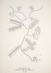 The figure is a line drawing of wiry stem, leaves and seed pods.  Flora Fluminensis vol.7 t.98, 1827.