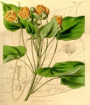 Depicted are toothed, heart-shaped leaves and cup-shaped, red-veined yellow flowers.  Curtis's Botanical Magazine t.3840, 1840.