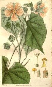 Figured are heart-shaped leaves and open cup-shaped yellow flowers.  Curtis's Botanical Magazine t.2759, 1827.