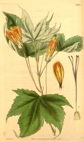 Depicted are toothed, palmate leaves and orange-yellow flowers veined with red.  Curtis's Botanical Magazine t.3840, 1840.