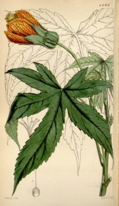 Depicted are toothed, palmate leaves and cup-shaped, red-veined yellow flowers.  Curtis's Botanical Magazine t.4463, 1849.