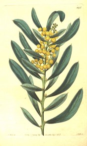 Figured are blunt, bluish-green phyllodes and round heads of yellow flowers.  Botanical Register f.1075, 1827.