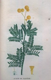 Figured are pinnate leaves, with up to 20 pairs of pinnae, and globular heads of yellow flowers.  Saint-Hilaire Tr. pl.3, 1825.