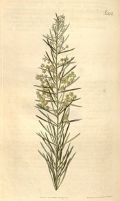 This wattle has needle-shaped leaves and rounded heads of creamy-yellow flowers.  Curtis's Botanical Magazine t.2168, 1820.