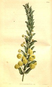 Figured are the half ovate phyllodes and masses of axillary, globular flower heads.  Curtis's Botanical Magazine t.1653, 1814.