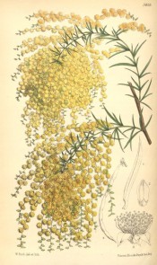 Shown are spine-tipped phyllodes and globose heads of yellow flowers forming spikes.  Curtis's Botanical Magazine t.5835, 1870.
