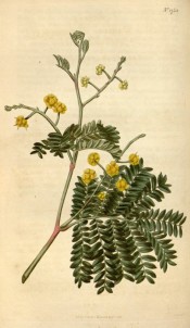 The image depicts pinnate leaves and rounded heads of bright yellow flowers.  Curtis's Botanical Magazine t.1750, 1815.