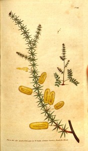 Shown are spine-tipped phyllodes and bright yellow flowers in cylindrical spikes.  Curtis's Botanical Magazine t.110, 1790.