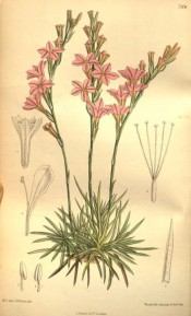 Depicted is a clump of narrow pointed leaves and spikes of salverform pink flowers.  Curtis's Botanical Magazine t.7506, 1896.