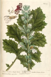 The image shows thistle-like leaves and the white flowers, together with a brown and red moth.  Blackwell pl.89, 1737.