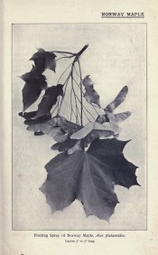 This old photograph shows a fruiting spray with leaves and seeds.