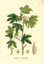 the figure shows palmate leaves and winged fruits.  Saint-Hilaire Arb. pl.28, 1824.