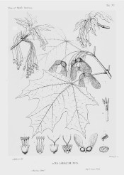 The line illustration shows deeply lobed leaves and detail of flowers and winged fruits.