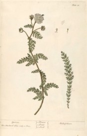 The image is of a spindly shoot with compound, fern-like leaves and umbel of tiny white flowers.  Blackwell, pl.18, 1737.