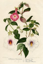 Figured are three Achimenes, including 'Dr. Hopf', white with red throat.  Illustration Horticole pl.55, 1855.