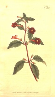 Depicted is a flowering shoot with toothed leaves and small deep red flowers.  Curtis's Botanical Magazine t.374, 1797.