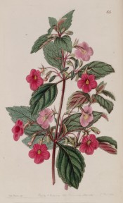 The image shows hairy leaves and stems and rose pink flowers.  Botanical Register f.65, 1841.