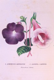 The image shows two flowers, 'Liepmanni', purple and 'Cartoni', pink.  Floricultural Cabinet p.145, 1846.