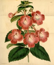 Figured is an Achimenes with toothed leaves and reddish flowers.  Curtis's Botanical Magazine t.4012, 1843.