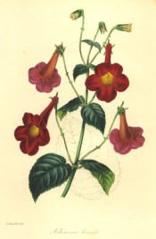 Figured is an Achimenes with hairy leaves and rose-coloured flowers with a yellow eye.  Paxton's Magazine of Botany p.7, 1845.