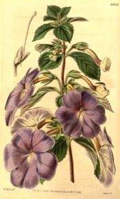 Figured is an Achimenes with hairy leaves and pale violet flowers.  Curtis's Botanical Magazine t.3980, 1842.