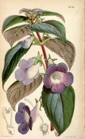 Figured are  ovate, toothed, hairy leaves and purple flowers with long tubes.  Curtis's Botanical Magazine t.4743, 1853.