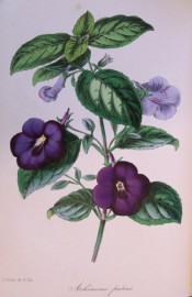 Shown is an Achimenes with hairy leaves and deep purple flowers. Paxtons Magazine of Botany p.197, 1846.