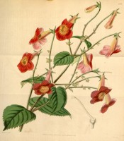 Shown is an Achimenes with hairy leaves and rose-coloured flowers with a yellow eye.  Curtis's Botanical Magazine t.4144, 1845.