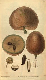 Figured are round, brownish speckled fruit and detail of seeds.  Curtis's Botanical Magazine t.3112, 1831.
