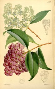 The image depicts glossy leaves, small white flowers and red fruits.  Curtis's Botanical Magazine t.5480, 1864.