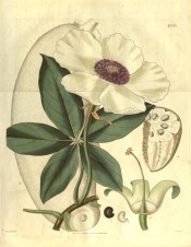 Illustrated are the palmate leaf, white flower and large fruit.  Curtis's Botanical Magazine t.2791, 1828.