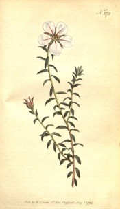 The image shows lance-shaped leaves and a solitary white  flower streaked with pink.  Curtis's Botanical Magazine t.273, 1794.