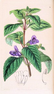 Figured are wrinkled ovate leaves and single, axillary fox-glove-like violet flowers.  Botanical Record f.16, 1846.