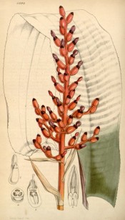 The image depicts a single, banded leaf and the coral-like flowers.  Curtis's Botanical Magazine t.4293, 1847.