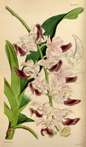 A striking orchid with pale pink flowers and prominent purple lips.  Curtis's Botanical Magazine t.4427, 1849.