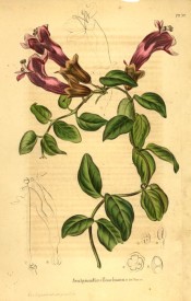 Shown is a climber with ovate leaves and axillarytubular orange-red flowers.  Paxtons Magazine of Botany p.175, 1846.