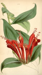 Figured are ovate leaves and clusters of dark red flowers, with orange lobes.  Curtis's Botanical Magazine t.4328, 1847.