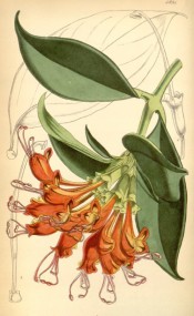 Depicted are leathery leaves and drooping bright orange flowers.  Curtis's Botanical Magazine t.4891, 1856.