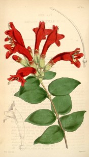 Illustrated are dark green leaves and bright red flowers with a yellow throat.  Curtis's Botanical Magazine t.4264, 1846.