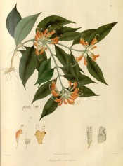 lance-shaped leaves and clusters of drooping, crimson-scarlet and orange flowers.  Wallich pl.71, 1830.